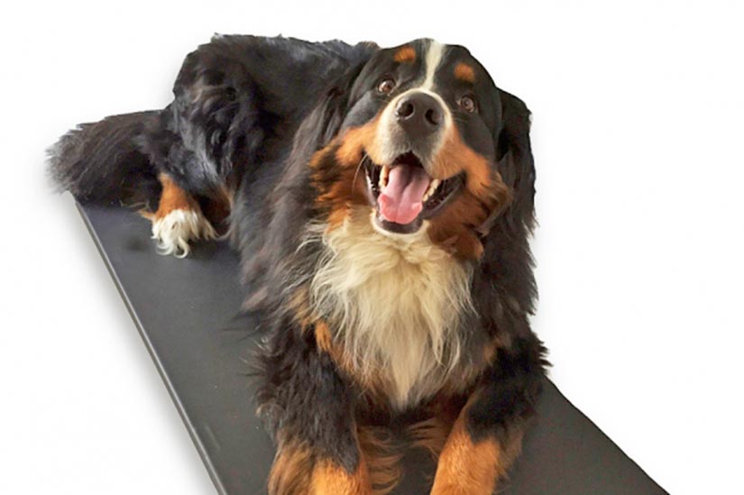 HOT DOG: riscaldamento per la cuccia del cane a pannelli modulari riscaldanti impermeabili lavabili